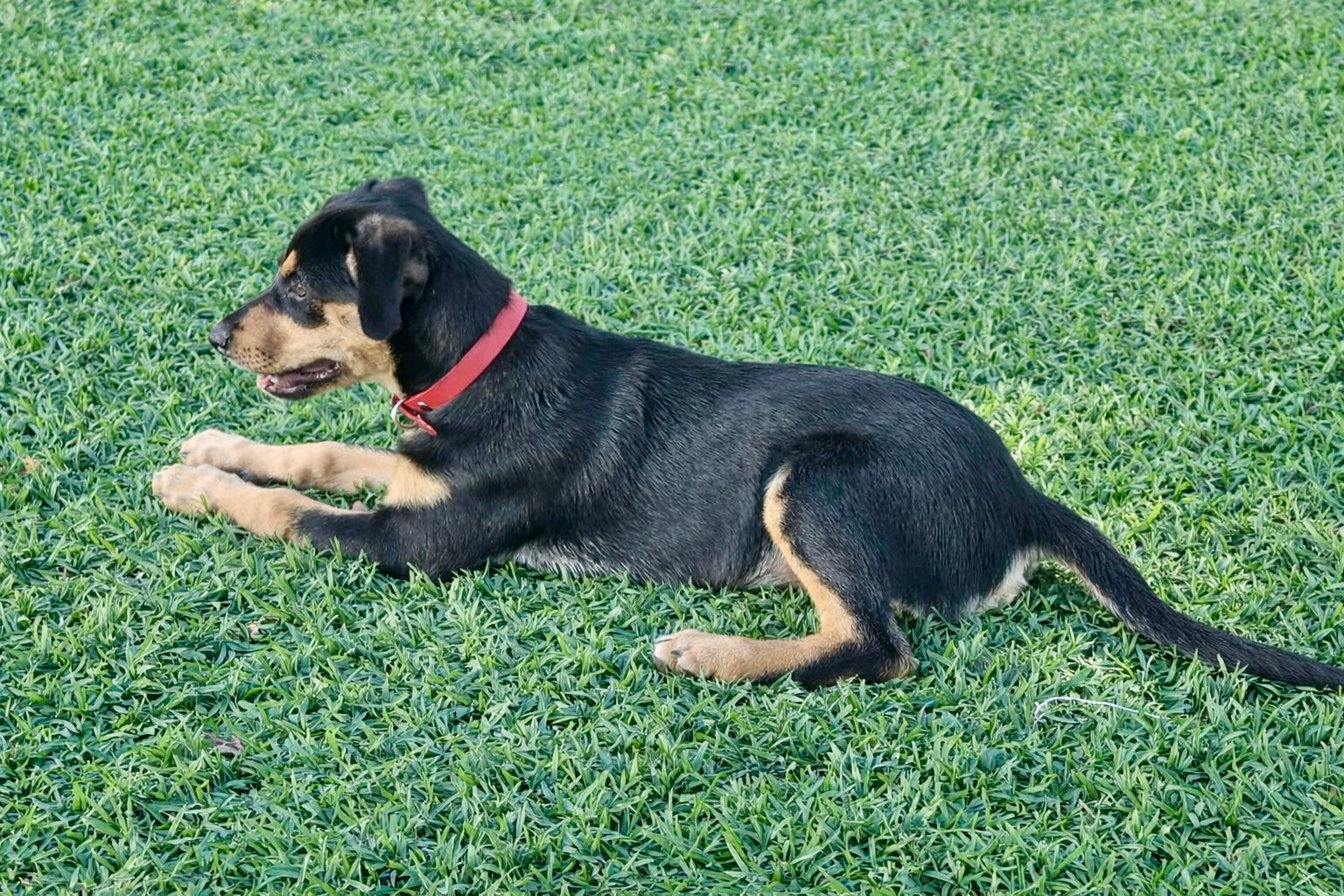 Dog wearing Jacaranda Collar