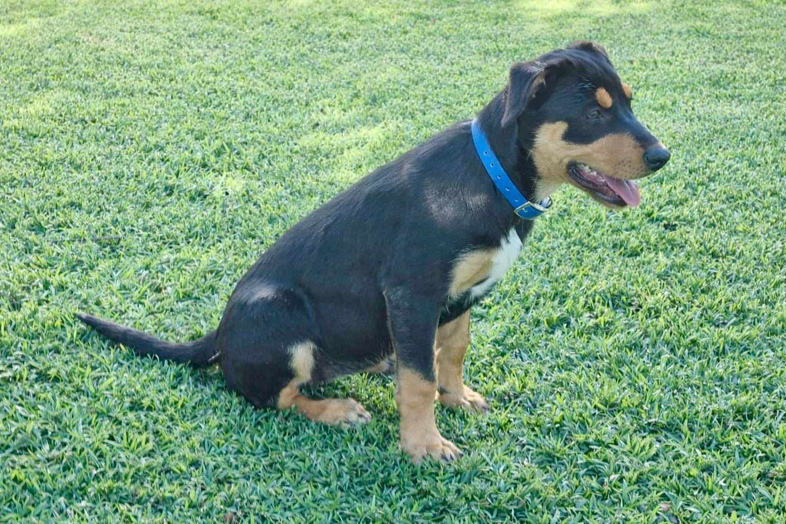 Dog wearing Jacaranda Collar