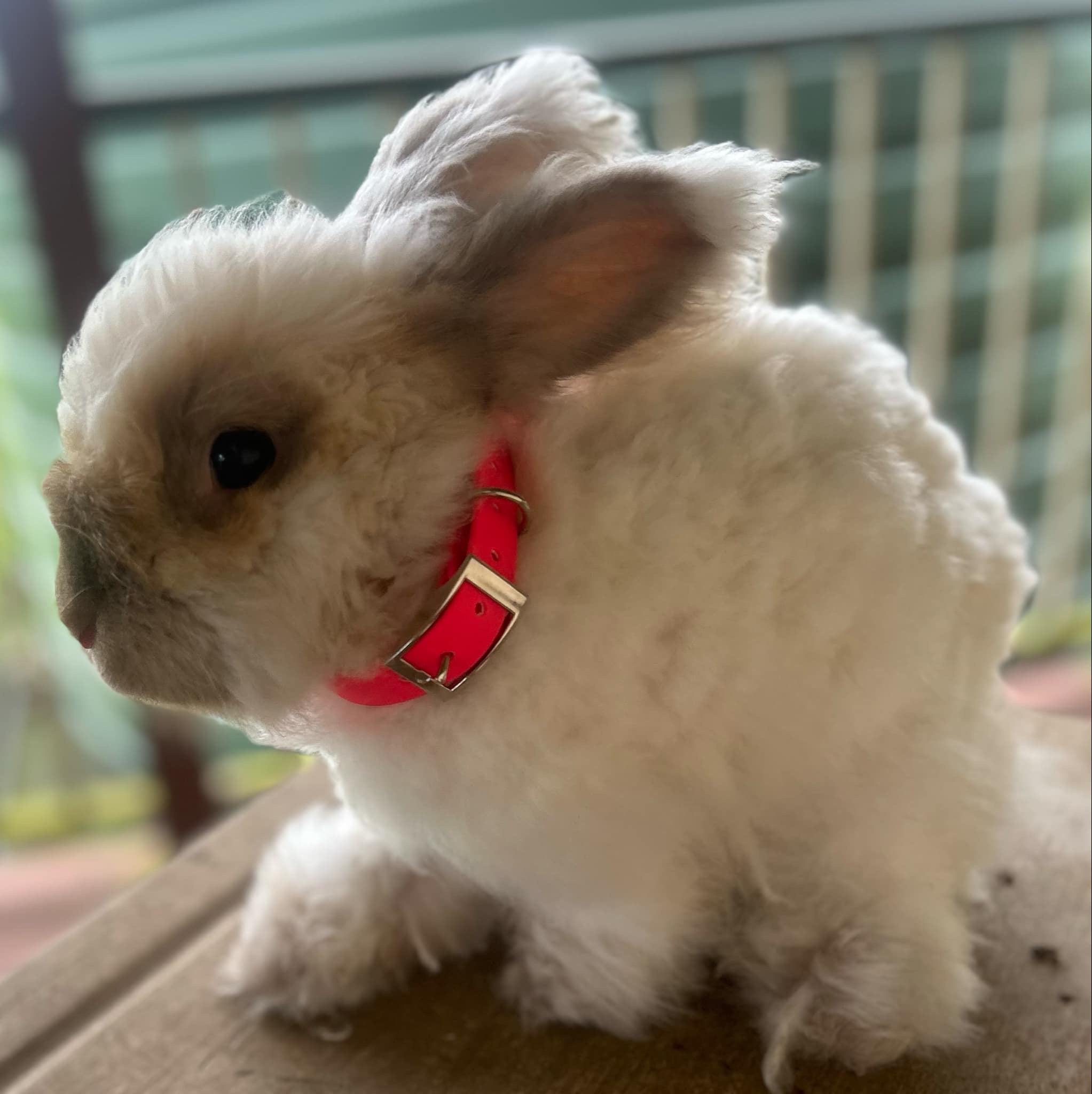 Dog wearing Jacaranda Collar