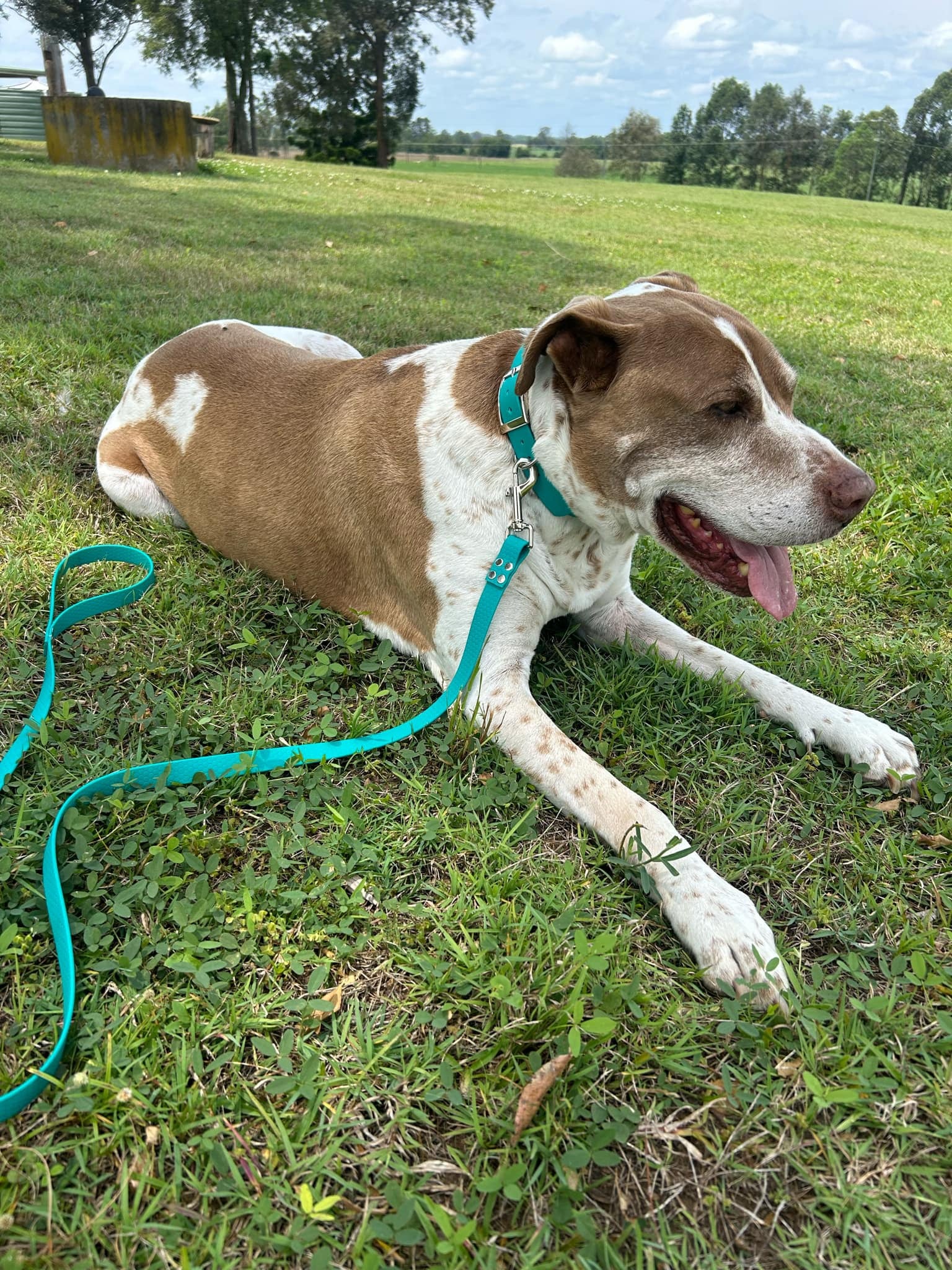 Dog wearing Jacaranda Collar