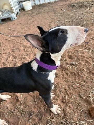 Dog wearing Jacaranda Collar