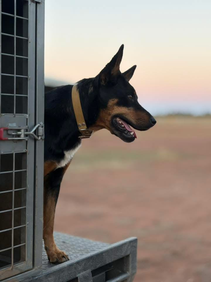 Dog wearing Jacaranda Collar