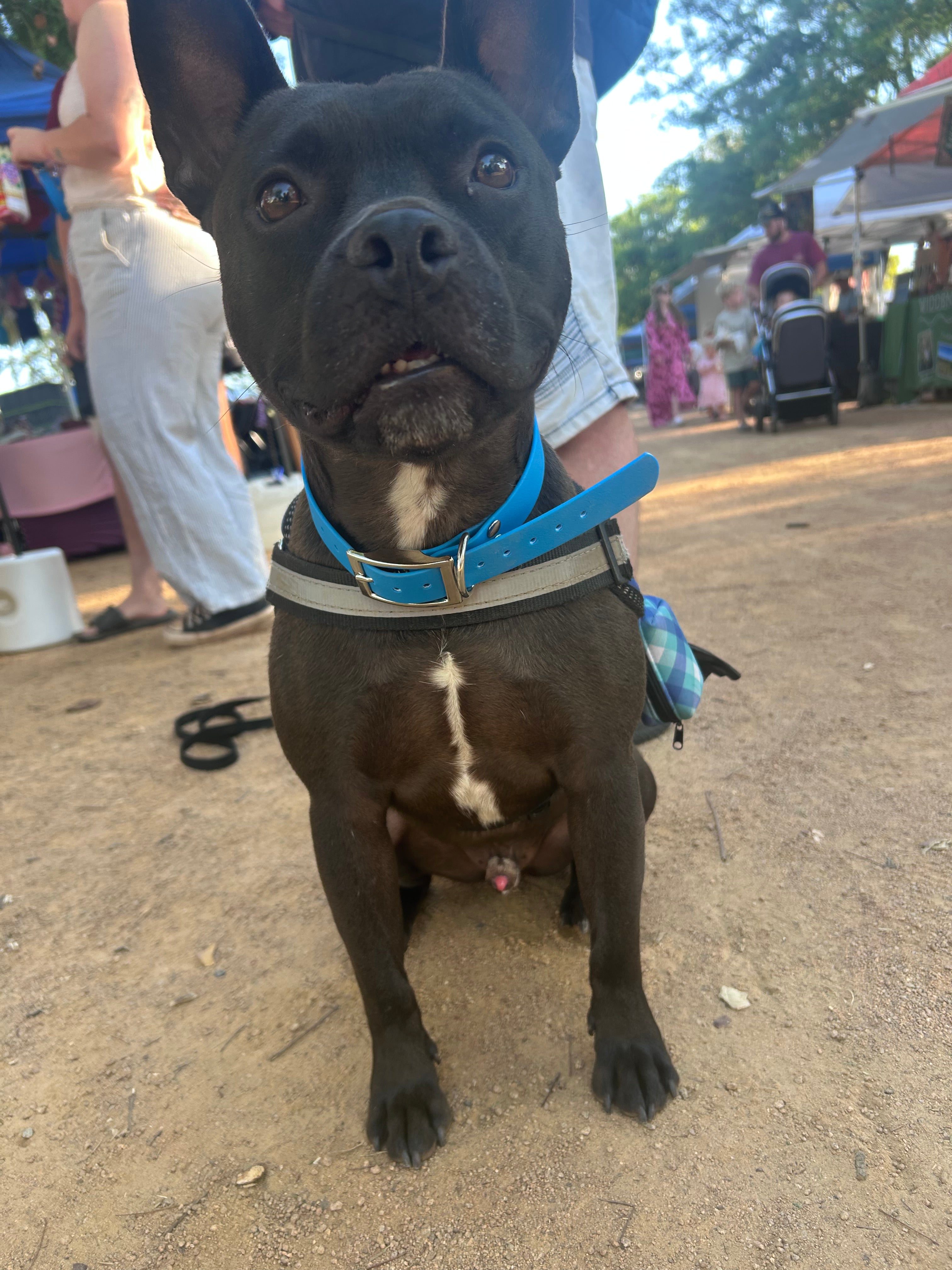 Dog wearing Jacaranda Collar