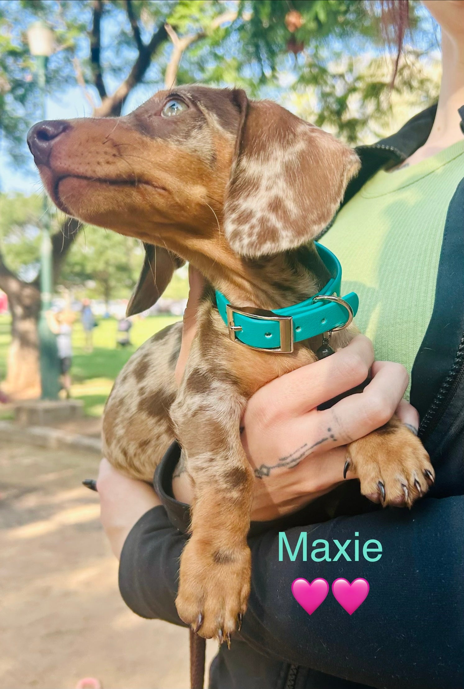 Dog wearing Jacaranda Collar