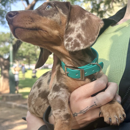 Waterproof Dog Collar – Heavy Duty PVC | Handmade in Australia