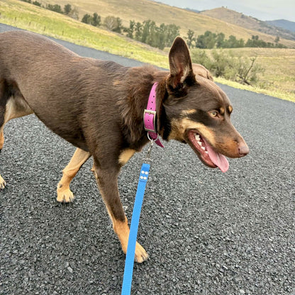 Waterproof PVC Dog Collar and Lead Set – Save 10% | Handmade Australia