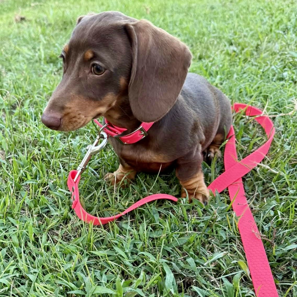 Waterproof PVC Dog Collar and Lead Set – Save 10% | Handmade Australia