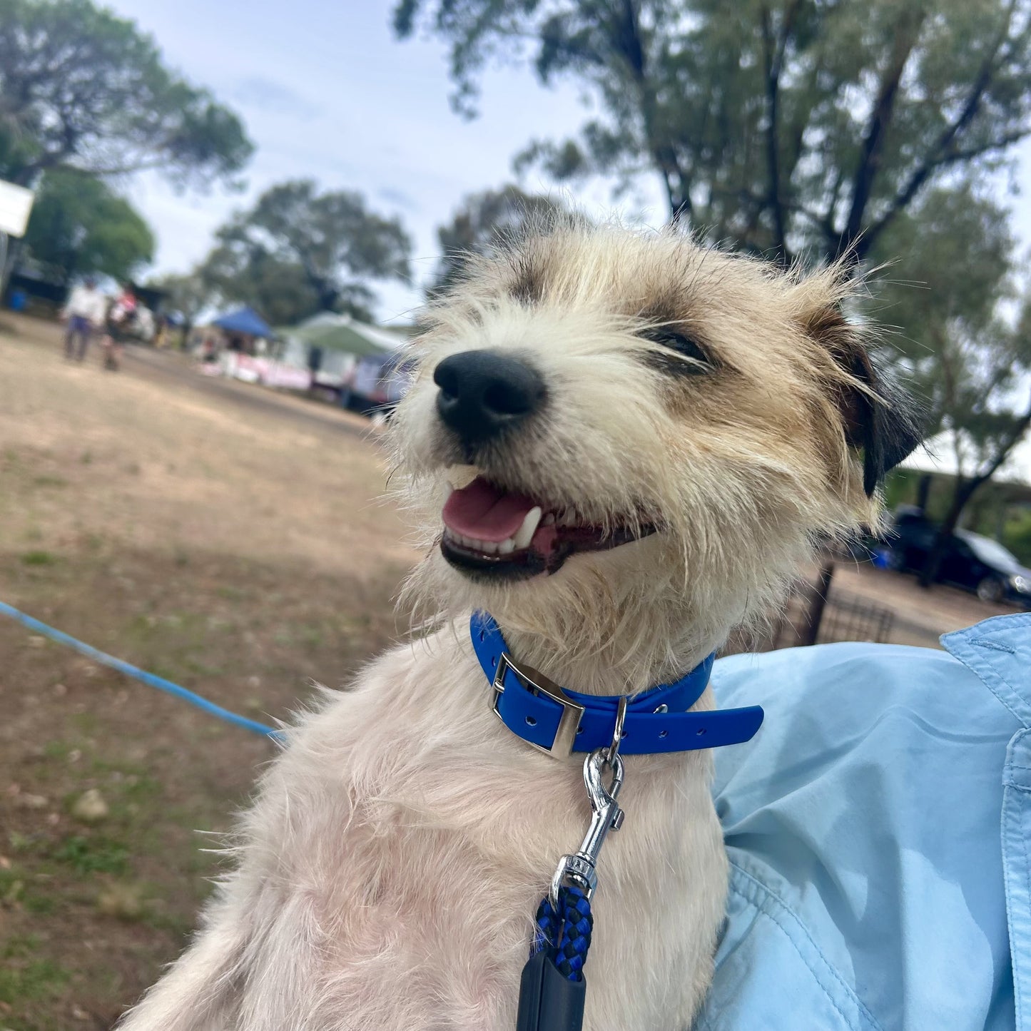 Waterproof Dog Collar – Heavy Duty PVC | Handmade in Australia
