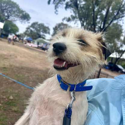 Waterproof Dog Collar – Heavy Duty PVC | Handmade in Australia