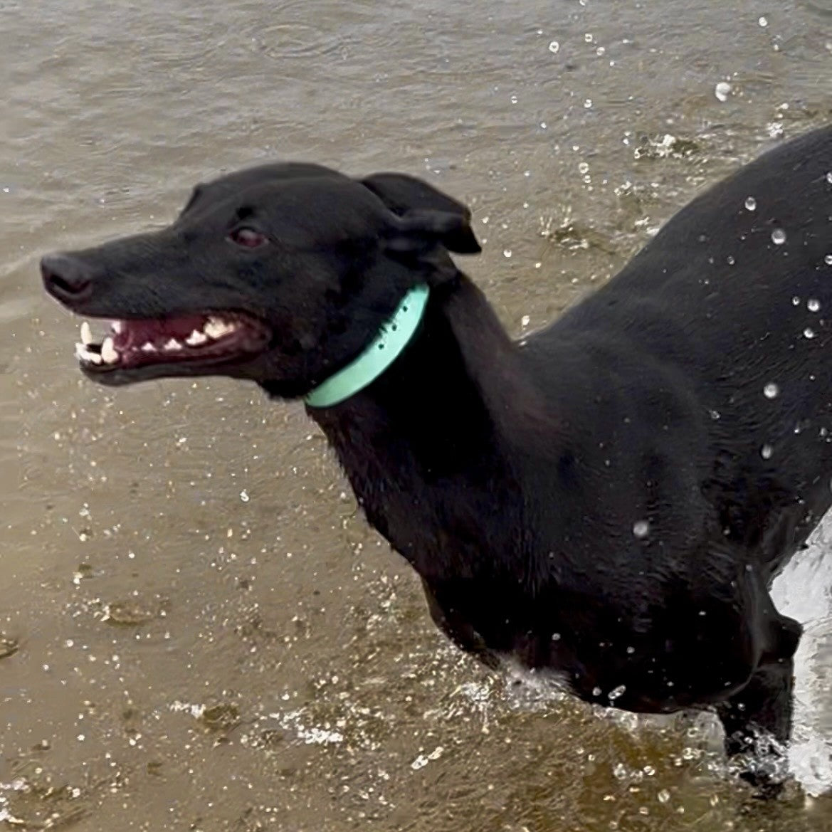 Waterproof Dog Collar – Heavy Duty PVC | Handmade in Australia