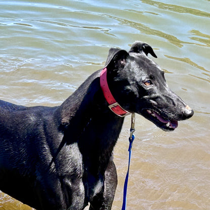 Waterproof PVC Dog Collar and Lead Set – Save 10% | Handmade Australia